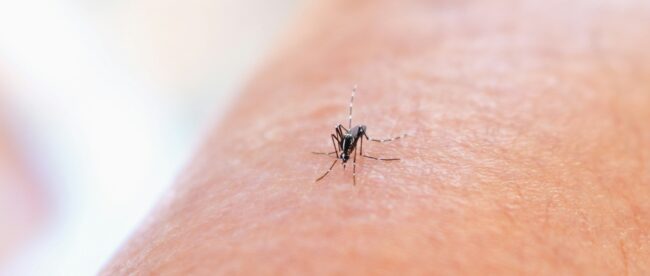 Close up shot of a mosquito on an arm.