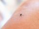 Close up shot of a mosquito on an arm.